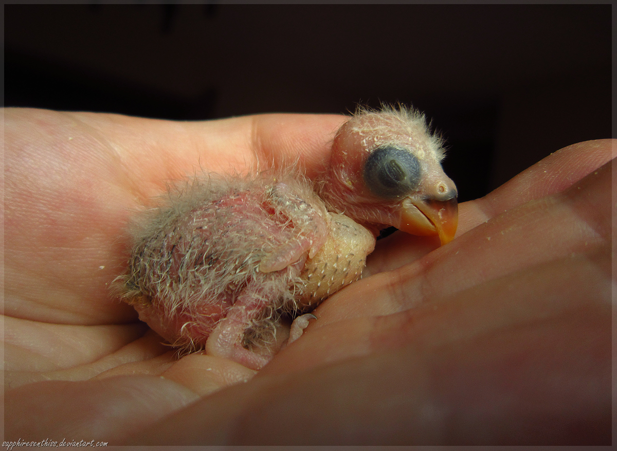 Lovebird Parenting Guide: Feeding, Care, and Tips Revealed!
