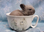 Teacup Bunny by Sapphiresenthiss