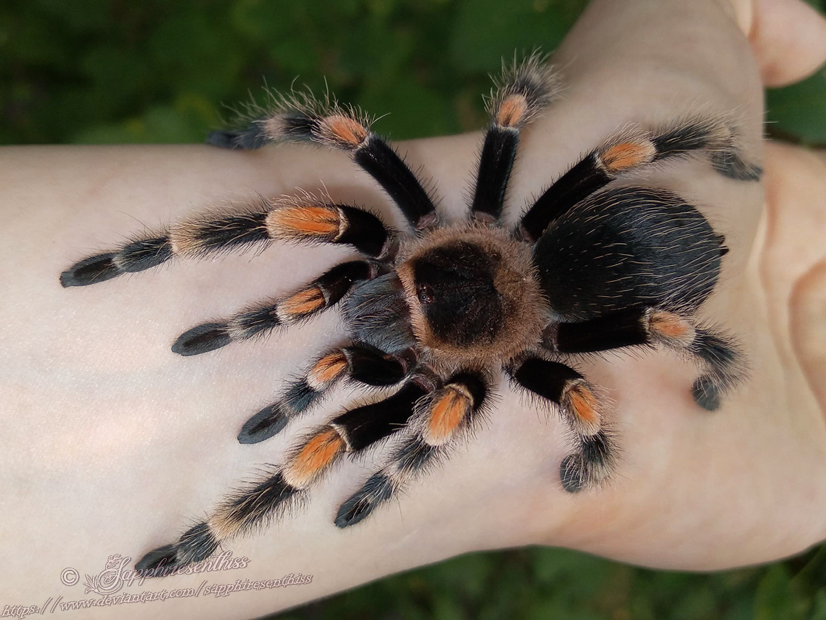 Brachypelma hamorii by Sapphiresenthiss on DeviantArt