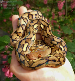 Nagini in the Sun