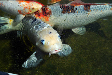 Koi Pond