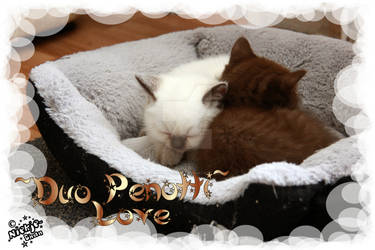 .:Duo penotti love:.
