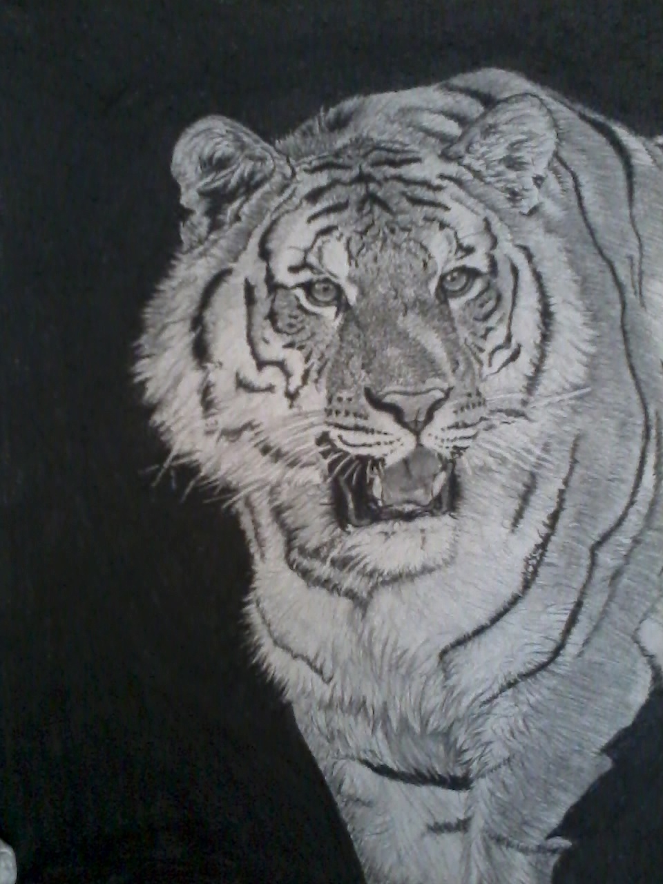 Tiger Drawing