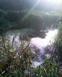 The Chase ( Nature Reserve)