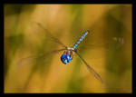 Hold That Pose by ernieleo
