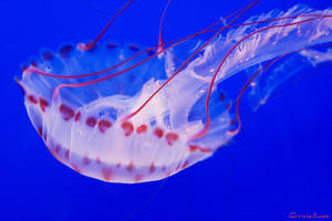 Jellyfish - Sea nettle