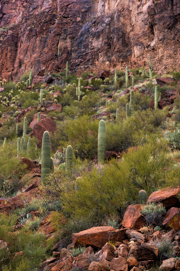 Land of the Saguaro