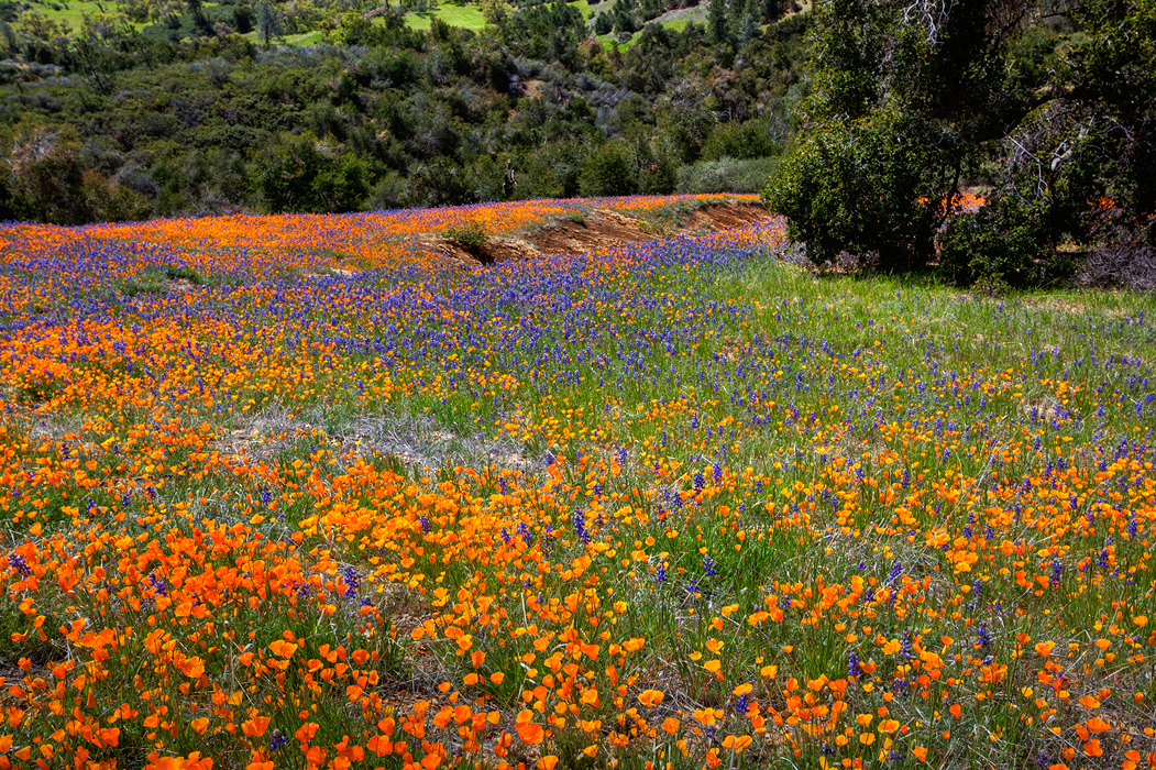 Poppies...Bluebonnets