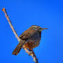 Cactus Wren