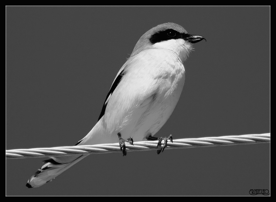 Butcher Bird II