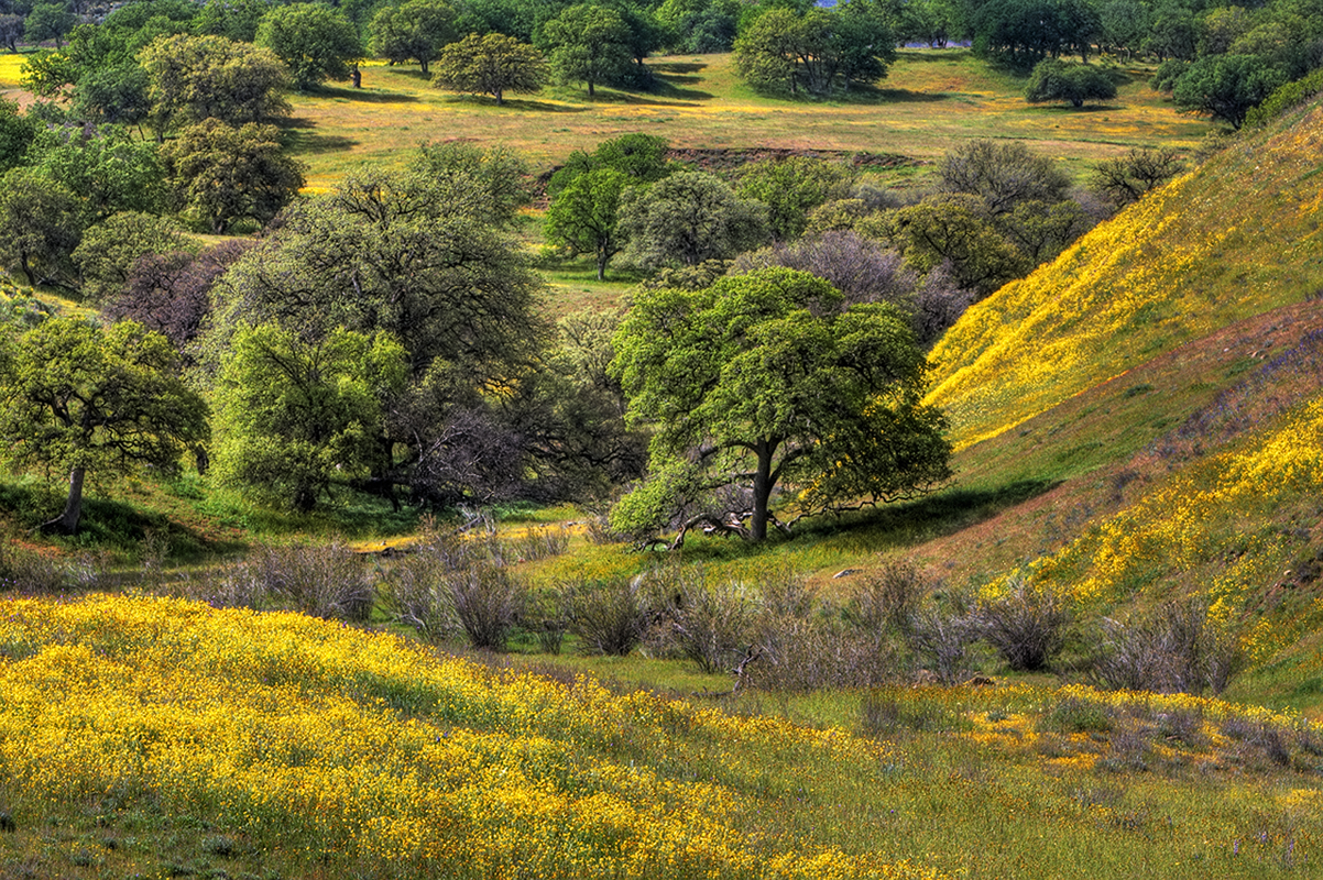 Cottonwood Cyn