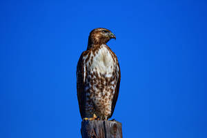 Hawk 2