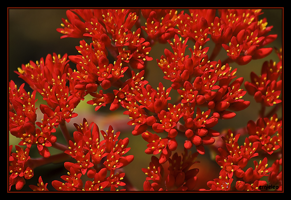 Red Flowers