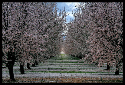 Almond Orchard II