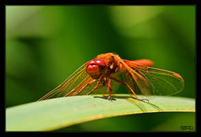 Small Red Dragonfly