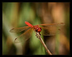 My Little Red Friend by ernieleo