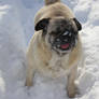 Snowy Snacking.