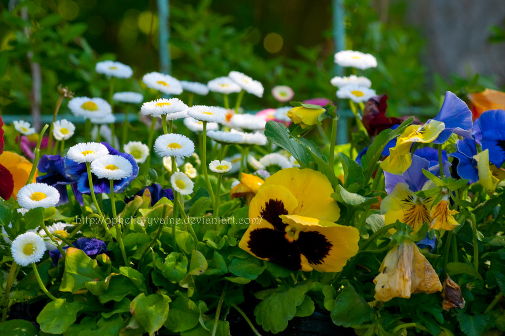 Springflowers