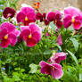 Pink Pansies