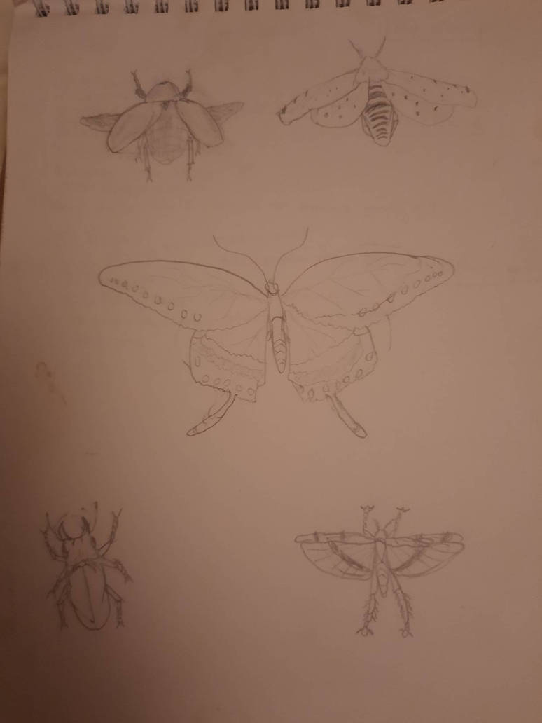 Old insect drawings by Noob477 on DeviantArt