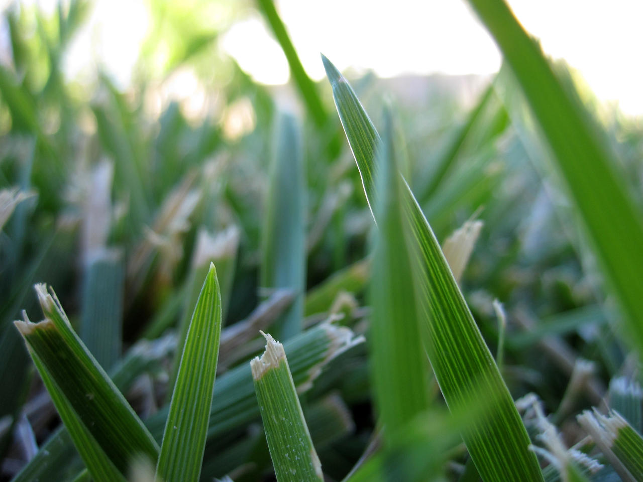 Cut Grass