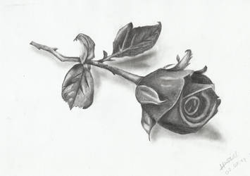 The Black Rose