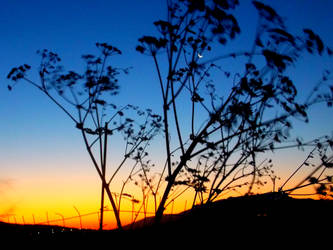 Grass Dances With The Wind At Dawn