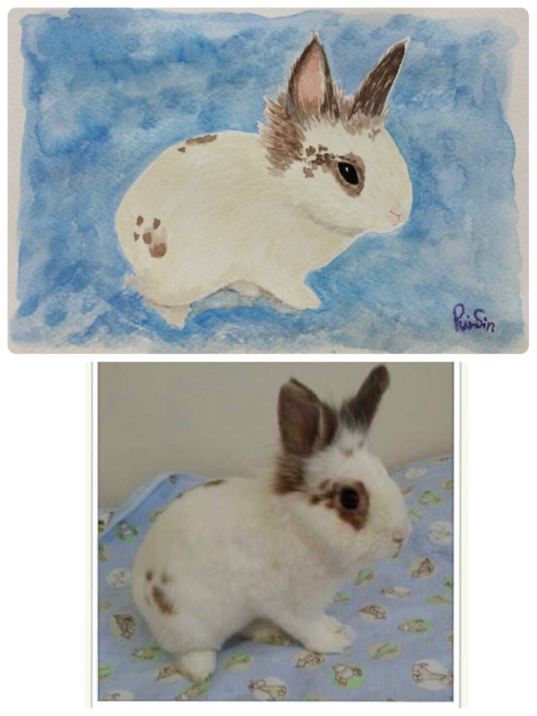 BuBu, Lionhead Bunny, Boy by yeerabbit on DeviantArt