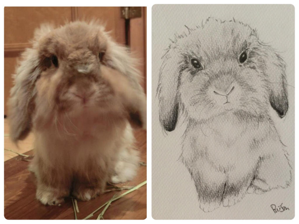 Brown Rabbit Deviantart Little Brown by yeerabbit on DeviantArt