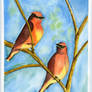 Waxwings