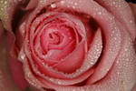 Broken Rose Petals by FridaSort