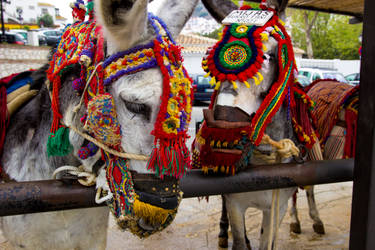 Burros Taxi