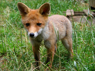 Baby Fox.