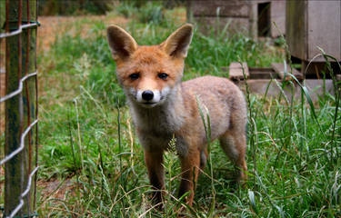 Curious Baby Fox