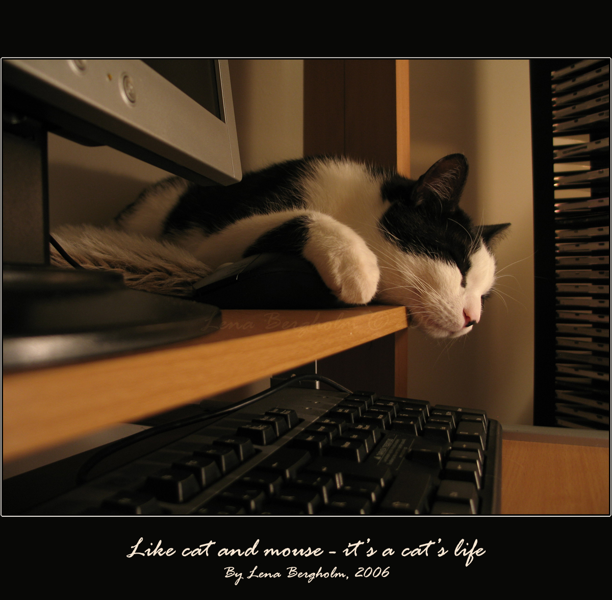 Like cat and mouse -cat's life