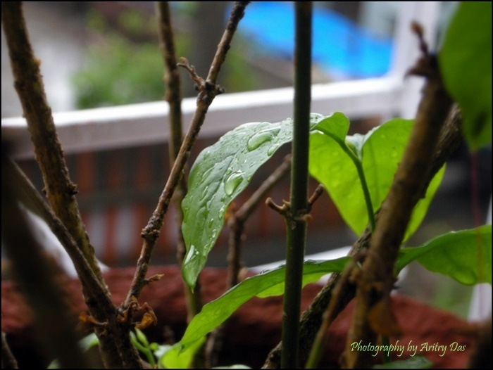 Wet Leaves