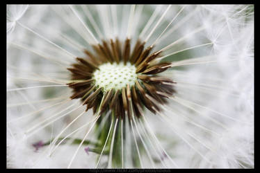 Dandelion