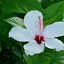 hibiscus