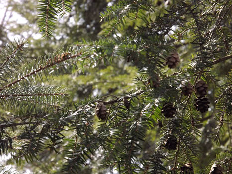 Baby Acorns