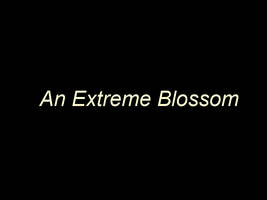 An Extreme Blossom Title