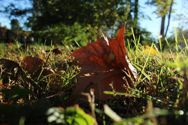 Fall Leaf