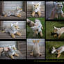 SOLD Plushie: Tolinka the Coyote