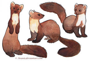 Watercolour Martens