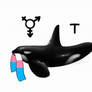 Trans whale