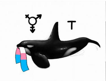 Trans whale