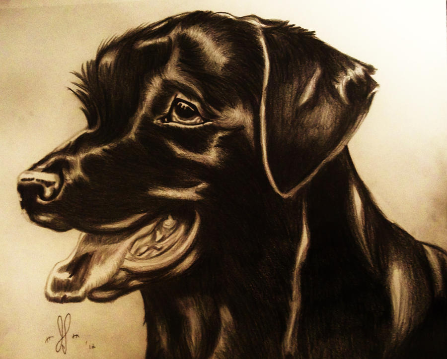 Black Lab