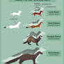 Chart of European Mustelids: Size and Colour