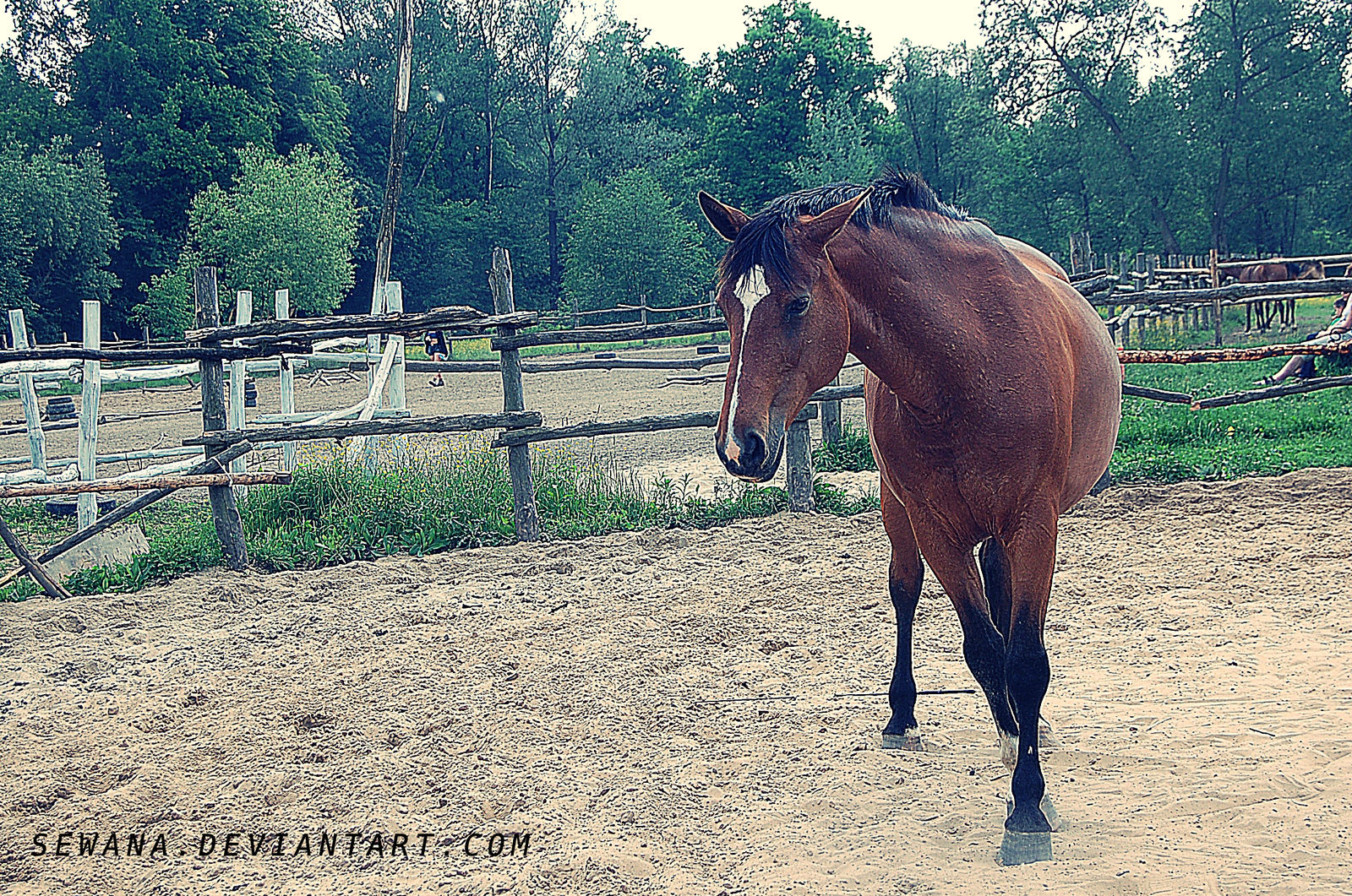 Dressage