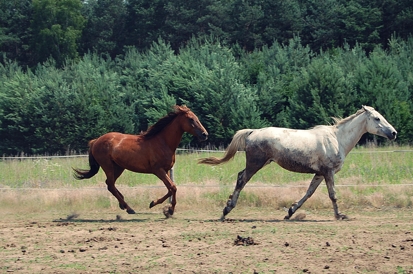 gallop