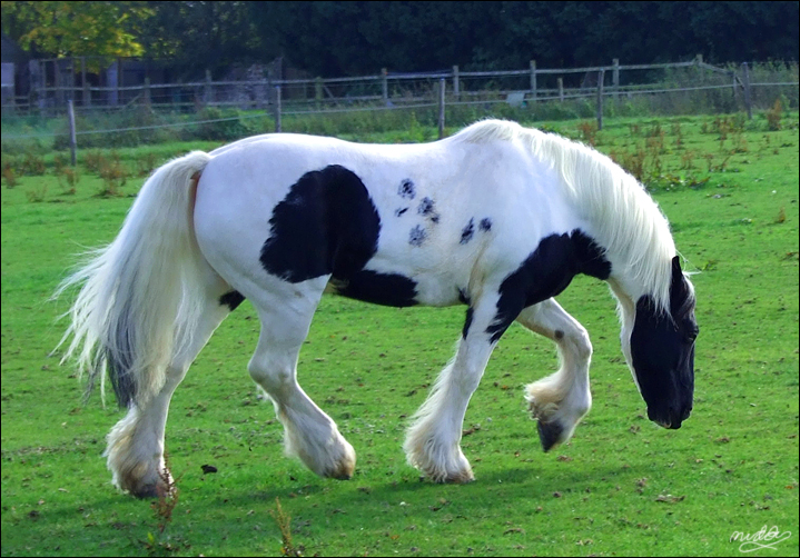 Coloured Cob